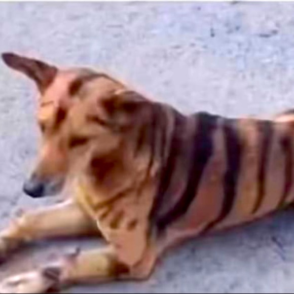 Tiger 🐯 - Picture 1 of 5